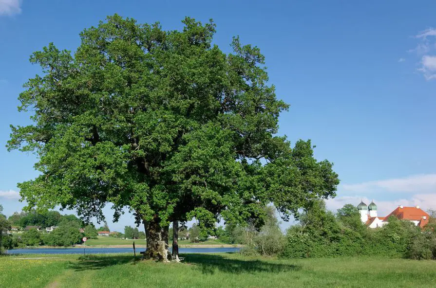 Mozart Eiche Oak Kloster Convent Seeon